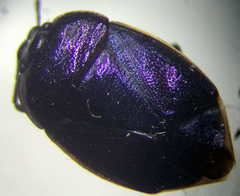 Canthophorus mixtus