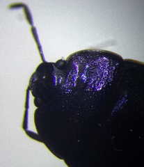 Canthophorus mixtus
