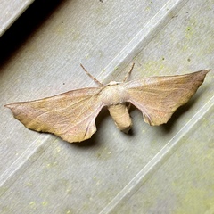 Parepisparis multicolora