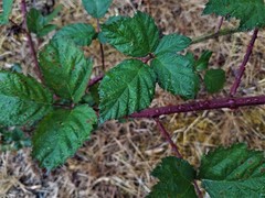 Candicantes