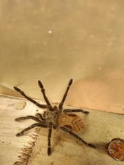 Phrixotrichus vulpinus