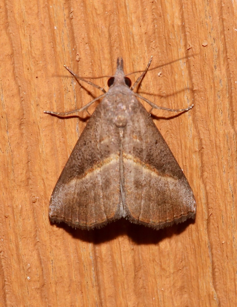 Hypena degesalis