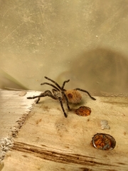 Phrixotrichus vulpinus