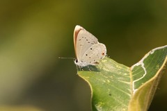 Eicochrysops hippocrates