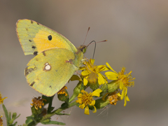 Colias croceus