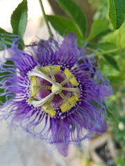 Passiflora