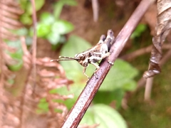 Traulia azureipennis