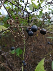 Magnoliopsida