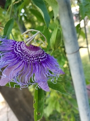 Passiflora