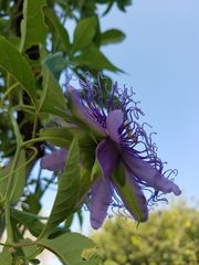 Passiflora