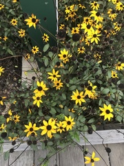 Sanvitalia procumbens