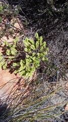 Crassula ericoides