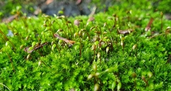 Rhynchostegium