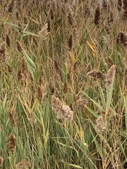 Phragmites australis