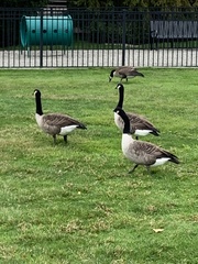 Branta canadensis