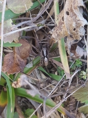 Alopecosa inquilina