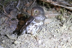 Glaucidium capense capense