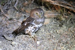 Glaucidium capense capense