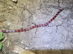 Geophis semidoliatus