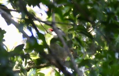 Sylvia nigricapillus