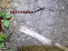 Geophis semidoliatus