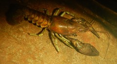 Faxonius rusticus × propinquus