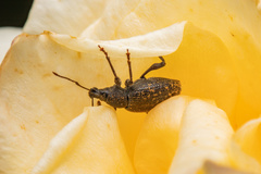 Otiorhynchus sulcatus