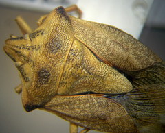 Carpocoris coreanus