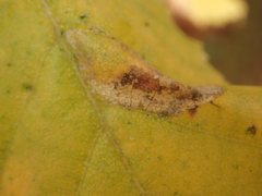 Phyllonorycter cavella