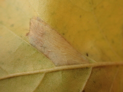 Phyllonorycter cavella