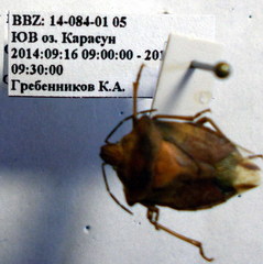 Carpocoris coreanus