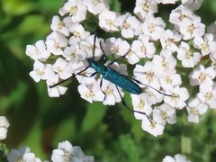 Hypocrites scabriusculus