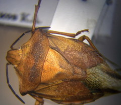 Carpocoris coreanus
