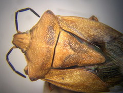 Carpocoris coreanus