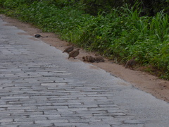 Ortygornis pondicerianus