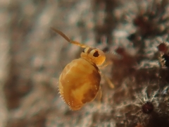 Sminthurinus aureus