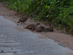 Ortygornis pondicerianus