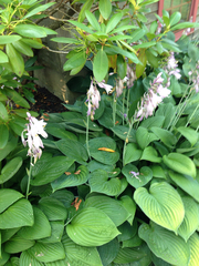 Hosta ventricosa