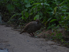 Ortygornis pondicerianus