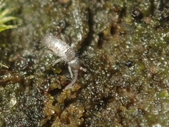 Tomocerus minor