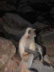 Semnopithecus entellus