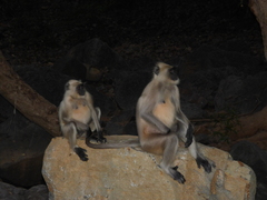 Semnopithecus entellus