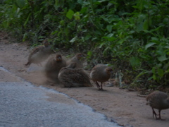 Ortygornis pondicerianus