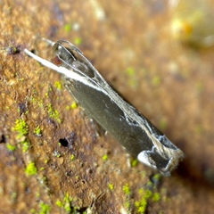 Chaliniastis astrapaea