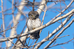 Glaucidium passerinum
