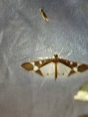 Tipuliforma triangulalis