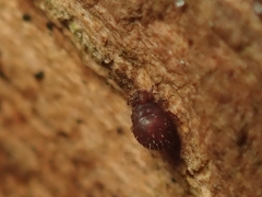 Lipothrix lubbocki