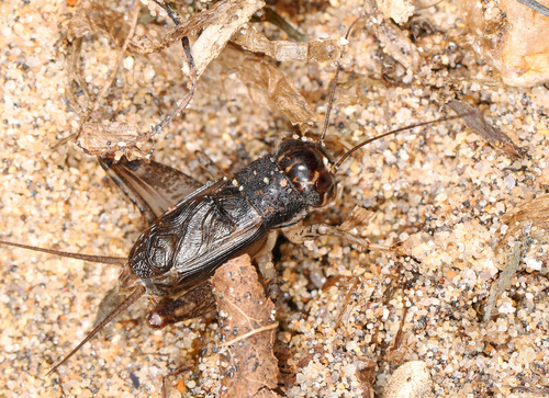 Japanese Burrowing Cricket photo 3