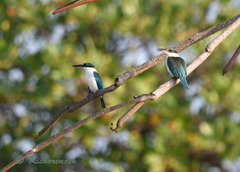 Todiramphus chloris davisoni