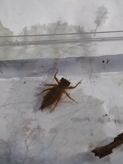 Cordulegaster boltonii